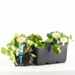 Waterlelie (Nymphaea 'Joey Tomocik')