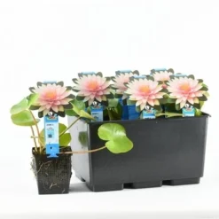 Waterlelie (Nymphaea 'Madame Wilfron Gonnere') 5 Waterlelie (Nymphaea 'Madame Wilfron Gonnere') -Natuur Kus Verkoopwinkel nymphaea m d wilfron gonnere 20170629102658