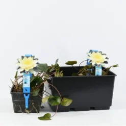 Waterlelie (Nymphaea 'Marliacea Chromatella') 5 Waterlelie (Nymphaea 'Marliacea Chromatella') -Natuur Kus Verkoopwinkel nymphaea marl. chromatella 3l. 20180409115712