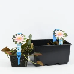 Waterlelie (Nymphaea 'Marliacea Carnea') -Natuur Kus Verkoopwinkel nymphaea marliacea carnea 3l 20180409120016