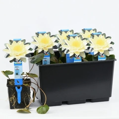 Waterlelie (Nymphaea 'Marliacea Chromatella') 2 Waterlelie (Nymphaea 'Marliacea Chromatella') - Afbeelding 2