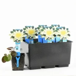 Waterlelie (Nymphaea 'Pygmaea Helvola') -Natuur Kus Verkoopwinkel nymphaea pygmaea helvola 20170630103528