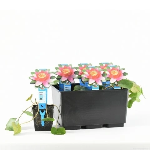 Waterlelie (Nymphaea 'Pygmea Rubra') 2 Waterlelie (Nymphaea 'Pygmea Rubra') - Afbeelding 2