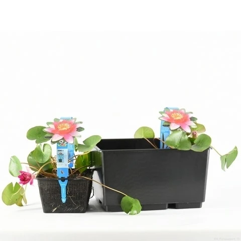 Waterlelie (Nymphaea 'Pygmea Rubra') 1 Waterlelie (Nymphaea 'Pygmea Rubra')