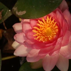 Waterlelie Fabiola (Nymphea 'Fabiola') -Natuur Kus Verkoopwinkel nymphea fabiola aqua sifra 4 65 1