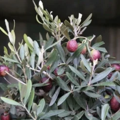Olijf Als Struik (Olea Europaea) 18 Olijf Als Struik (Olea Europaea) -Natuur Kus Verkoopwinkel olea europaea 1 1