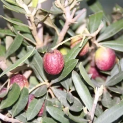 Olijf Als Struik (Olea Europaea) 17 Olijf Als Struik (Olea Europaea) -Natuur Kus Verkoopwinkel olea europaea 2 1
