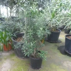 Olijf Als Struik (Olea Europaea) 21 Olijf Als Struik (Olea Europaea) -Natuur Kus Verkoopwinkel olea europaea struikvorm 80 100 c20