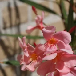 Roze Oleander (Nerium Oleander) -Natuur Kus Verkoopwinkel oleander 5