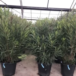 Smalbladige Oleander (Nerium Oleander 'Papa Gambetta') -Natuur Kus Verkoopwinkel oleanderpapagambetta 1