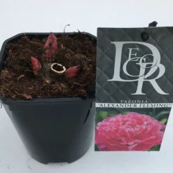 Pioenroos (Paeonia Dr. 'Alexander Fleming') -Natuur Kus Verkoopwinkel paeonia alexander fleming v1 2