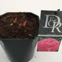 Pioenroos (Paeonia Dr. 'Alexander Fleming') -Natuur Kus Verkoopwinkel paeonia alexander fleming v2