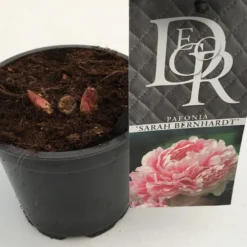 Pioenroos (Paeonia 'Sarah Bernhardt') -Natuur Kus Verkoopwinkel paeonia sarah berhardt p12