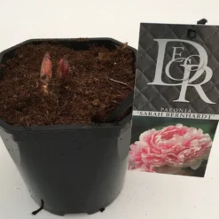 Pioenroos (Paeonia 'Sarah Bernhardt') -Natuur Kus Verkoopwinkel paeonia sarah berhardt v2 2