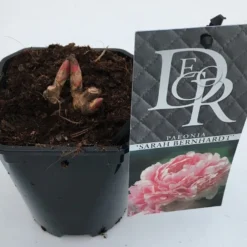 Pioenroos (Paeonia 'Sarah Bernhardt') -Natuur Kus Verkoopwinkel paeonia sarah bernhardt v1 2