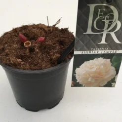 Pioenroos (Paeonia Lactiflora 'Shirley Temple') -Natuur Kus Verkoopwinkel paeonia shirley temple p12