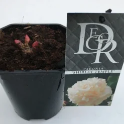 Pioenroos (Paeonia Lactiflora 'Shirley Temple') -Natuur Kus Verkoopwinkel paeonia shirley temple v1