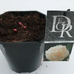 Pioenroos (Paeonia Lactiflora 'Shirley Temple') -Natuur Kus Verkoopwinkel paeonia shirley temple v2