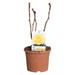 Gele Boompioen (Paeonia Suffruticosa)