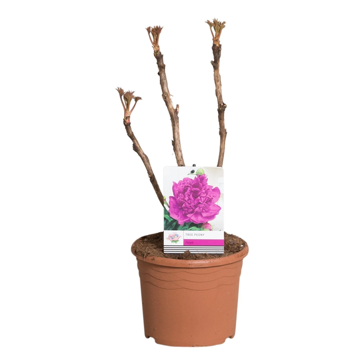 Paarse Boompioen (Paeonia Suffruticosa) 2 Paarse Boompioen (Paeonia Suffruticosa) - Afbeelding 2