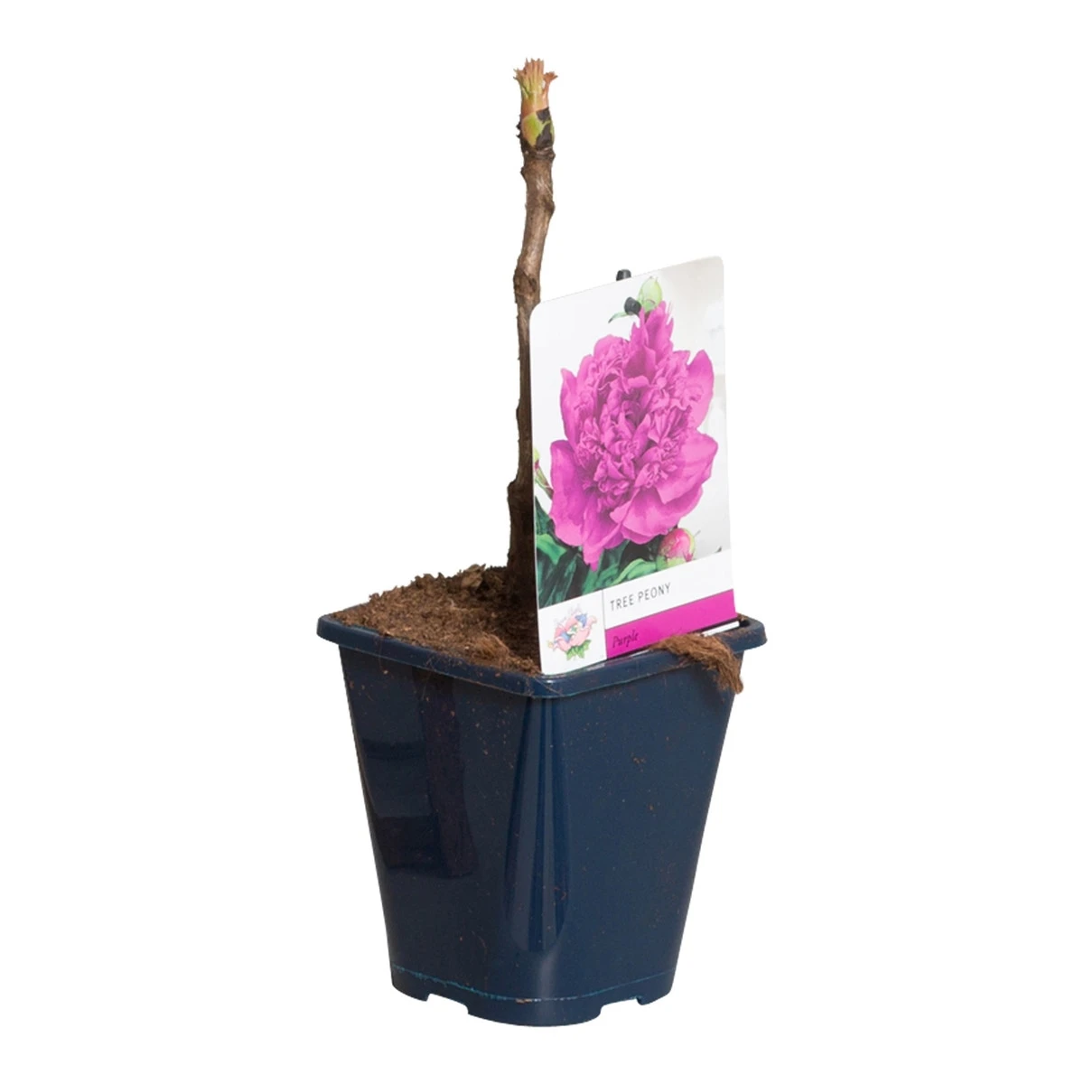 Paarse Boompioen (Paeonia Suffruticosa) 3 Paarse Boompioen (Paeonia Suffruticosa) - Afbeelding 3