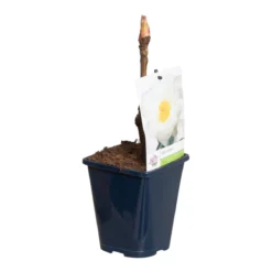 Witte Boompioen (Paeonia Suffruticosa) -Natuur Kus Verkoopwinkel paeonia suff. wit p11 2 1