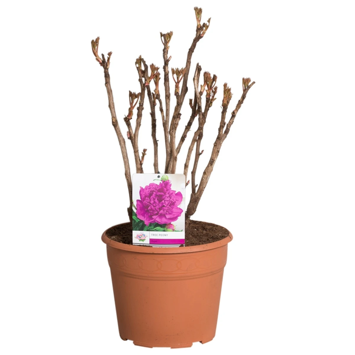 Paarse Boompioen (Paeonia Suffruticosa) 4 Paarse Boompioen (Paeonia Suffruticosa) - Afbeelding 4