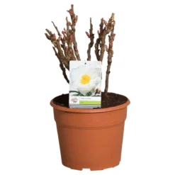 Witte Boompioen (Paeonia Suffruticosa) -Natuur Kus Verkoopwinkel paeonia suffruticosa wit c12 2