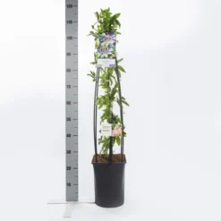 Passiebloem (Passiflora Caerulea) -Natuur Kus Verkoopwinkel passiflora caerulea1.00 1.25