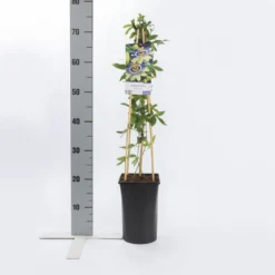 Passiebloem (Passiflora Caerulea) -Natuur Kus Verkoopwinkel passiflora caerulea 1