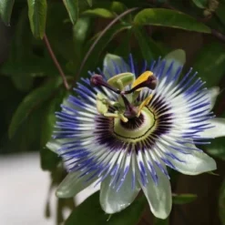 Passiebloem (Passiflora Caerulea) -Natuur Kus Verkoopwinkel passiflora caerulea 16