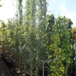 Passiebloem (Passiflora Caerulea) -Natuur Kus Verkoopwinkel passiflora caerulea 300 400 c25 1