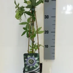 Passiebloem (Passiflora Caerulea) -Natuur Kus Verkoopwinkel passiflora caerulea 50 60 c2 1