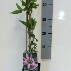 Passiebloem (Passiflora 'Victoria') 5 Passiebloem (Passiflora 'Victoria') -Natuur Kus Verkoopwinkel passiflora victoria 50 60 c2