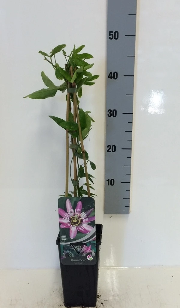 Passiebloem (Passiflora 'Victoria') 3 Passiebloem (Passiflora 'Victoria') - Afbeelding 3