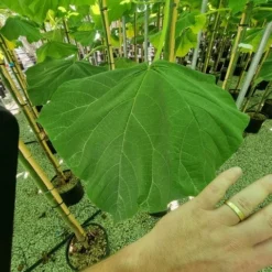 Anna Paulownaboom (Paulownia Fortunei 'Fast Blue') -Natuur Kus Verkoopwinkel paulownia fortunei fast blue 3 1