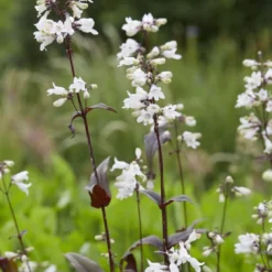 Borderpakket Groen, Paars En Oranje 6 Borderpakket Groen, Paars En Oranje -Natuur Kus Verkoopwinkel penstemonhuskerredv01