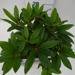 Rhododendron (Rhododendron 'Percy Wiseman') 18 Rhododendron (Rhododendron 'Percy Wiseman') -Natuur Kus Verkoopwinkel percy wiseman c2 boven