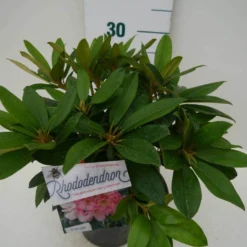 Rhododendron (Rhododendron 'Percy Wiseman') 20 Rhododendron (Rhododendron 'Percy Wiseman') -Natuur Kus Verkoopwinkel percy wiseman c2 zij