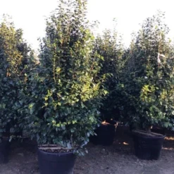 Camelia (Camellia Japonica ‘Perfection White’) -Natuur Kus Verkoopwinkel perfectionwhite200cm