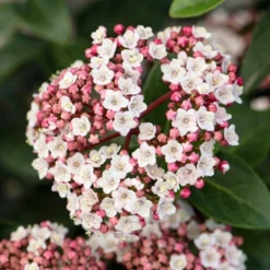 Groenblijvende Sneeuwbal (Viburnum Tinus 'Eve Price')