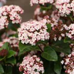 Natuur Kus Verkoopwinkel 24 Sneeuwbal (Viburnum Tinus 'Lisa Rose')