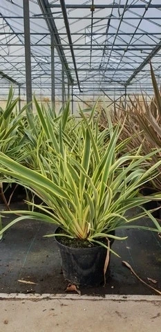 Nieuw-Zeelands Vlas (Phormium 'Duet') 1 Nieuw-Zeelands Vlas (Phormium 'Duet')