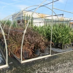 Nieuw Zeelands Vlas (Phormium Tenax 'Purpureum') -Natuur Kus Verkoopwinkel phormium 1