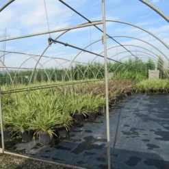 Nieuw Zeelands Vlas (Phormium Tenax) -Natuur Kus Verkoopwinkel phormium 2