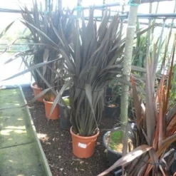Nieuw Zeelands Vlas (Phormium Tenax 'Purpureum') -Natuur Kus Verkoopwinkel phormium tenax purpureum 100 125 c25