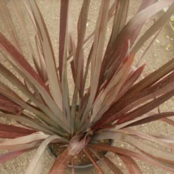 Nieuw Zeelands Vlas (Phormium Tenax 'Purpureum') -Natuur Kus Verkoopwinkel phormium tenax purpureum 1 1
