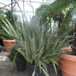 Nieuw Zeelands Vlas (Phormium Tenax 'Variegatum') 7 Nieuw Zeelands Vlas (Phormium Tenax 'Variegatum') -Natuur Kus Verkoopwinkel phormium tenax variegatum 150 200 c240