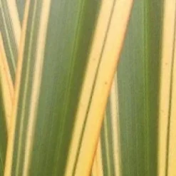 Nieuw Zeelands Vlas (Phormium Tenax 'Golden Ray') -Natuur Kus Verkoopwinkel phorniumtenaxgr01 2
