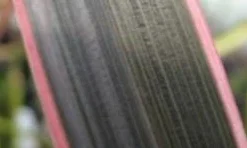 Nieuw Zeelands Vlas (Phormium Tenax 'Pink Stripe') -Natuur Kus Verkoopwinkel phorniumtenaxps01 2